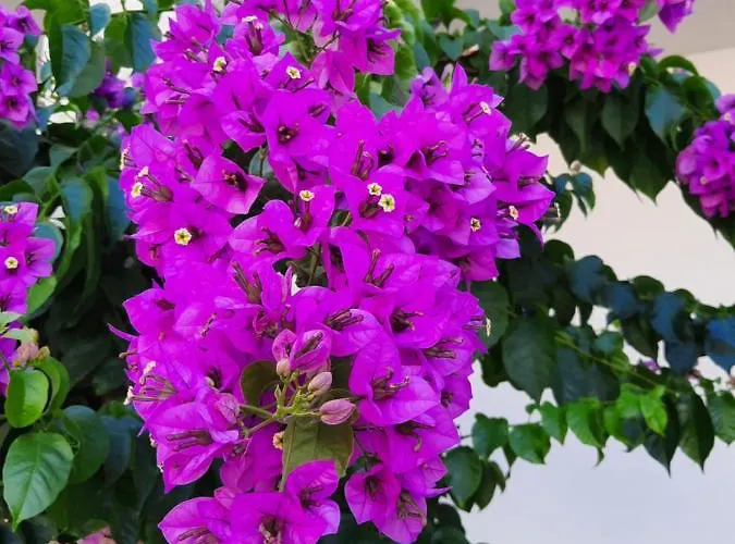 Apartament Sea Star Baška Voda