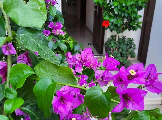 Apartament Sea Star Baška Voda